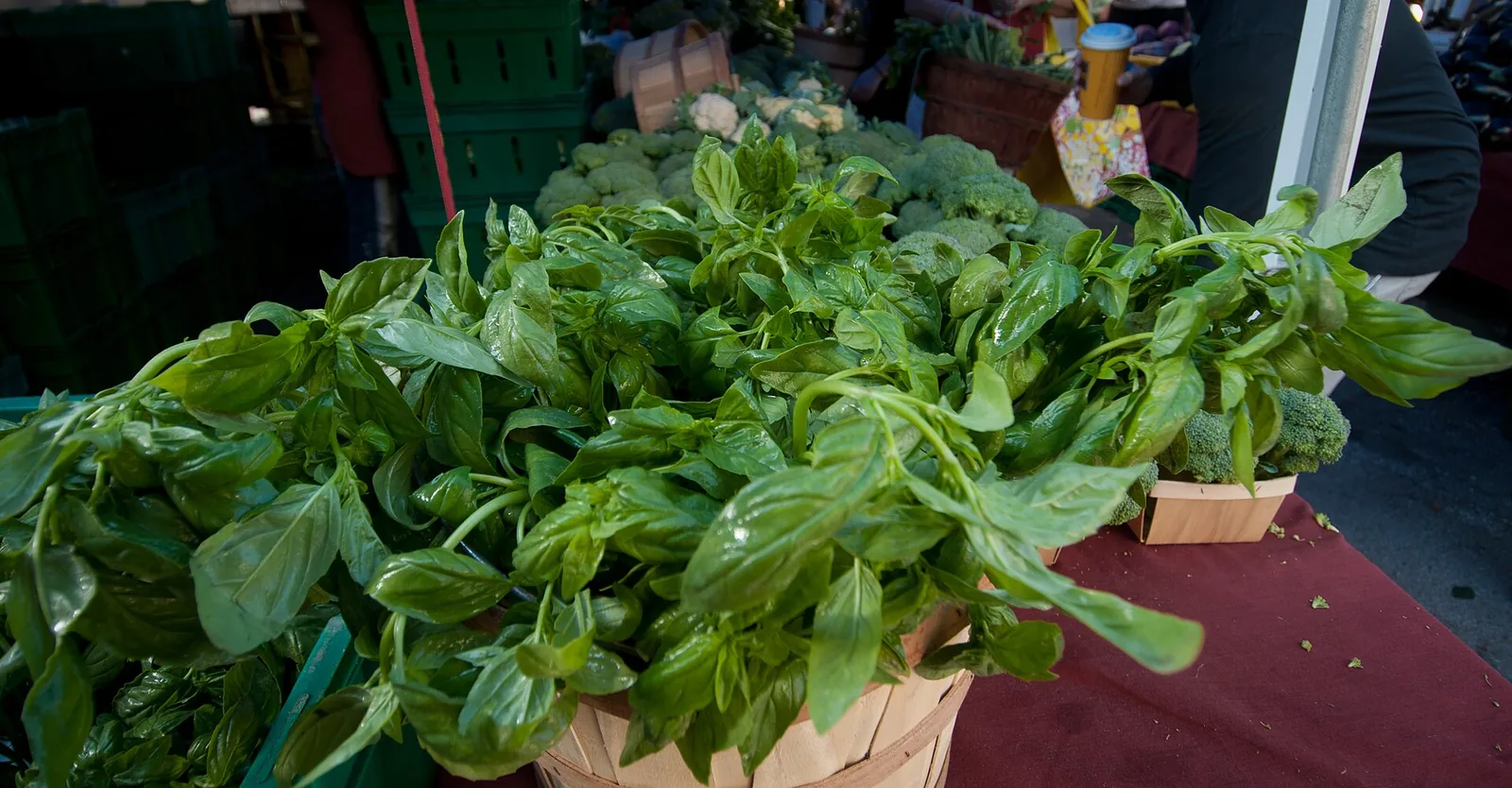Organic basil plants for sale at a farm stand at the Saturday Morning Market in downtown St. Petersburg.