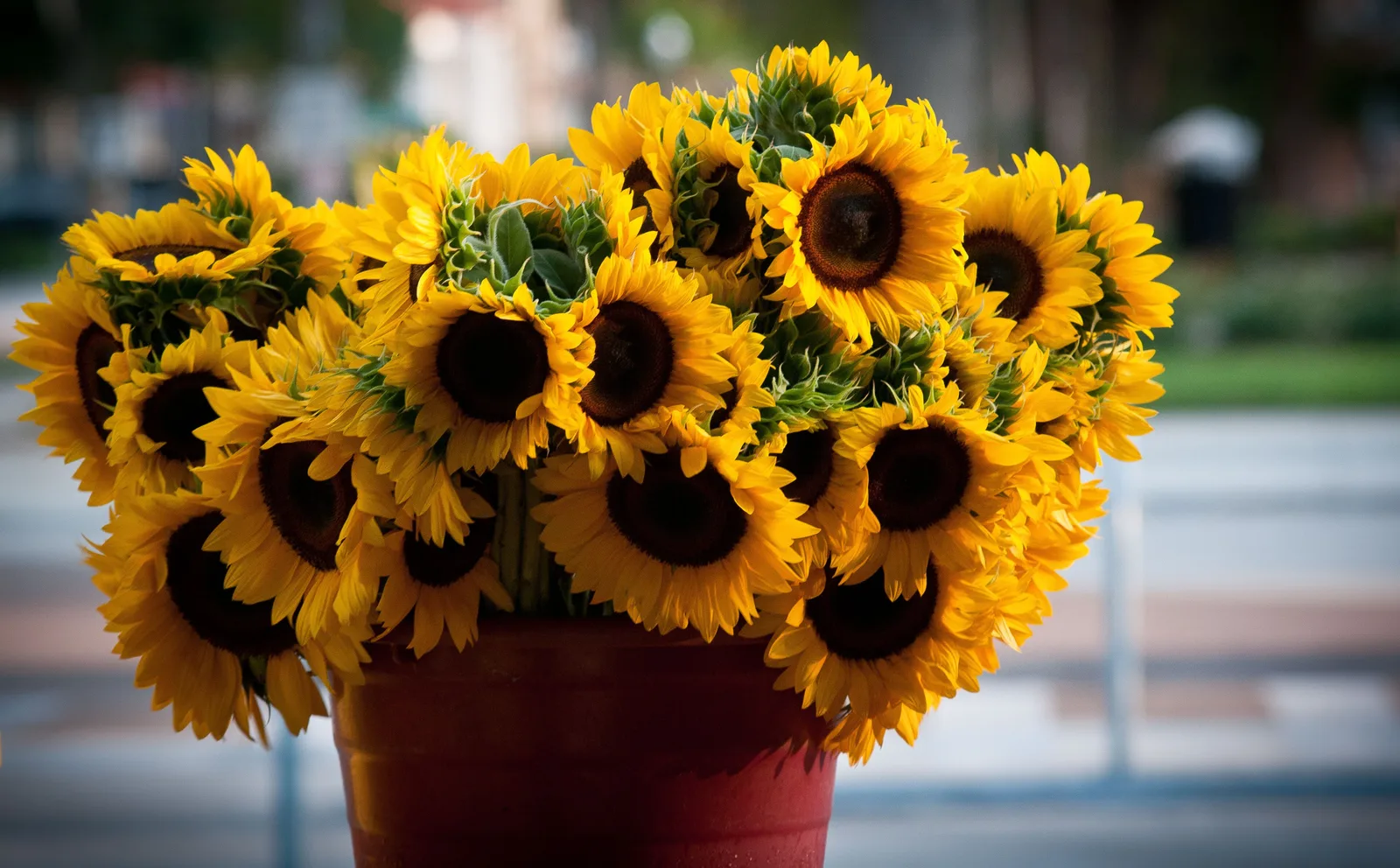 Buckets of fresh-cut sunflowers for sale at a farm stand at the Saturday Morning Market in downtown St. Petersburg.