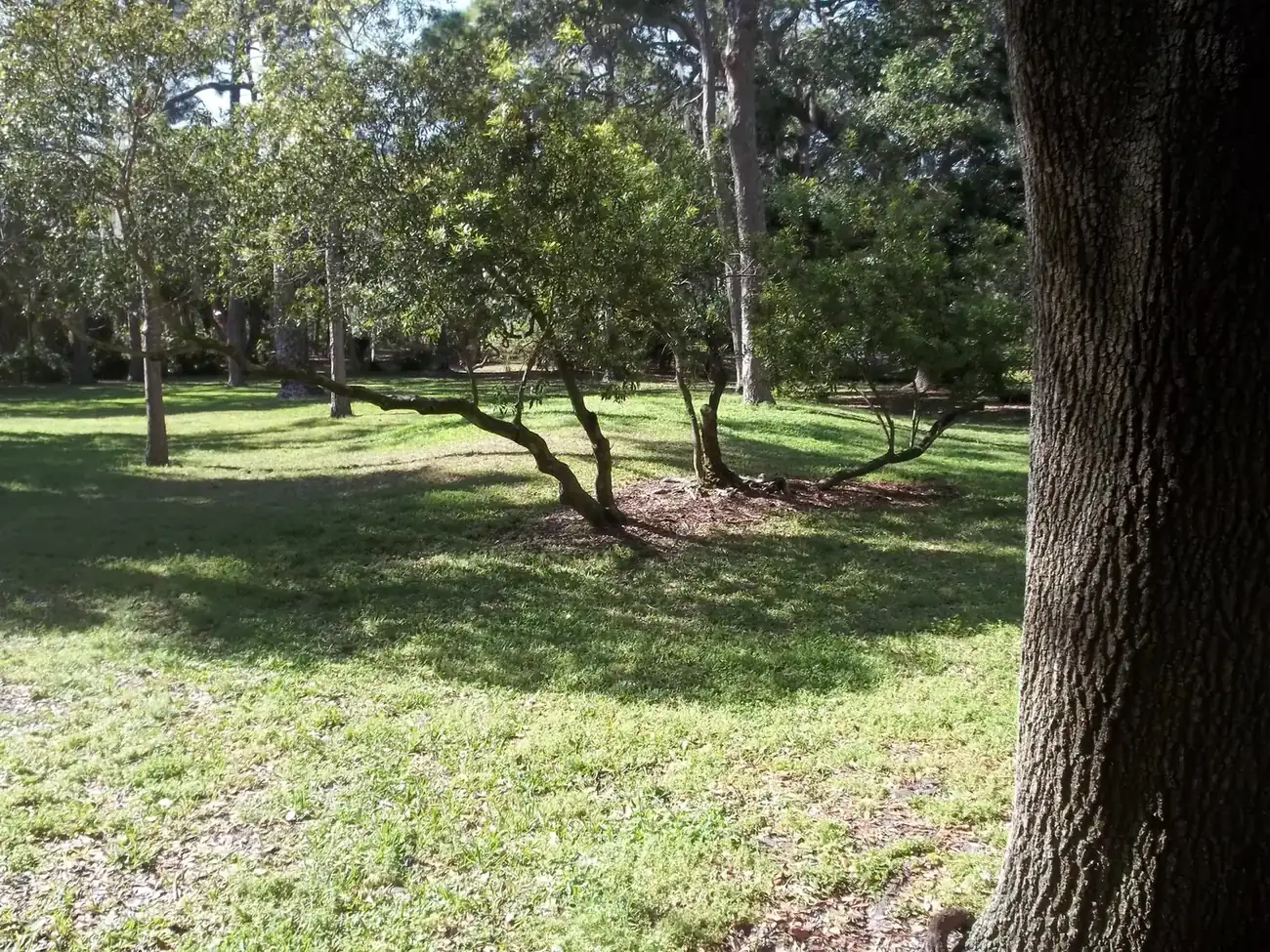 Abercrombie Park, an archaeological site on Park Street North in Jungle Terrace, St. Petersburg.