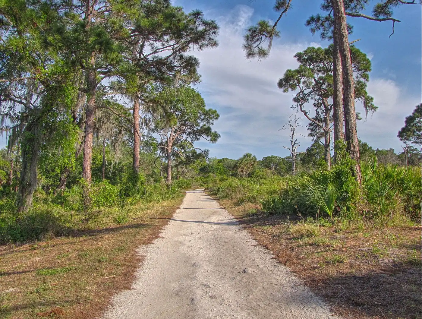 A sandy trail through pine flatwoods at Boyd Hill Nature Preserve in south St. Petersburg.