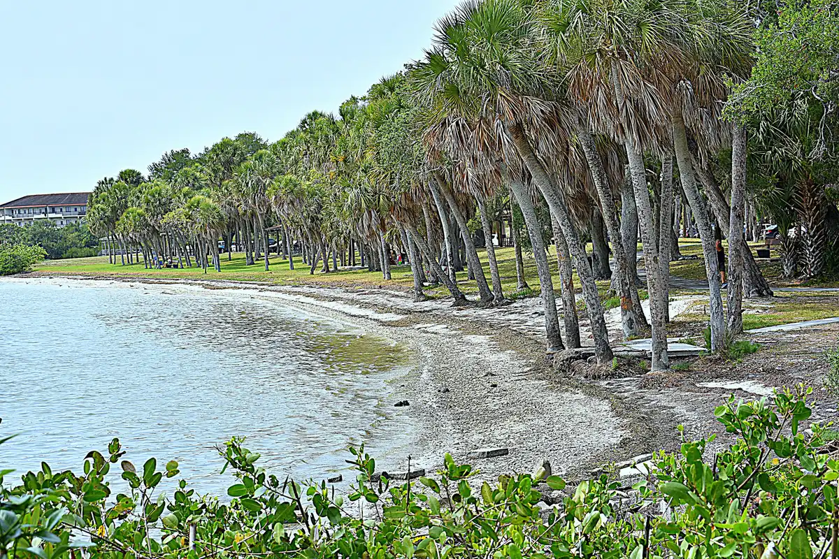 Cabbage palms lean over the sandy shoreline of Maximo Park on Boca Ciega Bay in southern St. Petersburg.