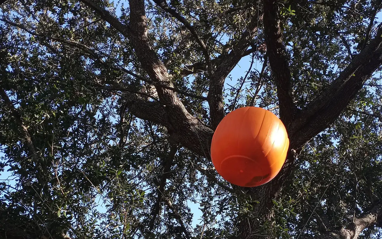 A plastic jack-o'-lantern trick-or-treat bucket hung in a live oak outside a home in St. Petersburg.