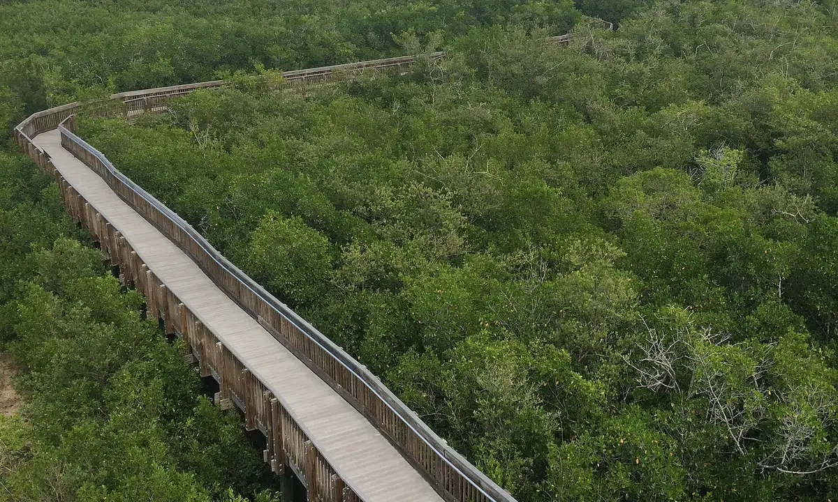 A boardwalk winds through mangrove forest at Weedon Island Preserve in north St. Petersburg, seen from the preserve's observation tower.